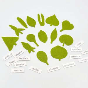 Botany felt set Montessori leaf shape classification image 4