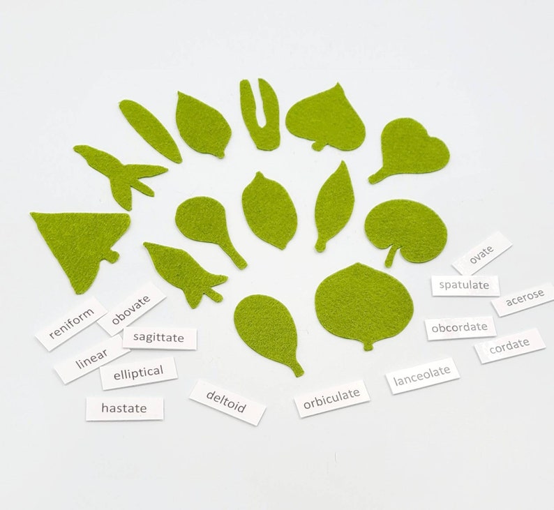 Botany felt set Montessori leaf shape classification image 4