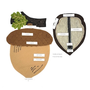 Acorn Anatomy felt board | Acorn parts felt set | Acorn montessori | Felt board | Felt set | Homeschool science | Twig and Daisy