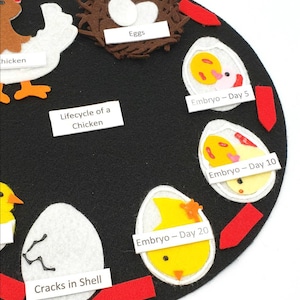 Chicken Life Cycle, Chicken Felt Set , Life Cycle Flannel Set, Bird Life Cycle Felt, Twig and Daisy, Science Felt Board | Homeschool