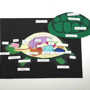 Könnte beinhalten: Eine Filz-Schildkröten-Anatomie-Tafel mit einer grünen Schale und einem gelben Körper. Die Tafel zeigt die inneren Organe der Schildkröte, einschließlich Gehirn, Wirbelsäule, Lunge, Herz, Leber, Nieren, Magen, Darm, Dickdarm und Kloake. Die Tafel zeigt auch die äußeren Merkmale der Schildkröte, einschließlich Auge, Maul, Unterkiefer, Vorderbein, Flosse und Hinterbein.