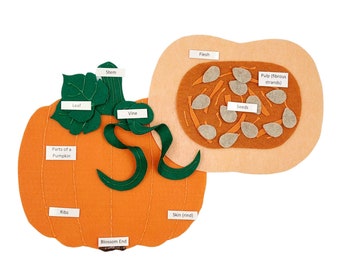 Pumpkin Anatomy felt board, Pumpkin parts felt set, Pumpkin montessori, Felt board, Felt set, Homeschool science | Twig and Daisy