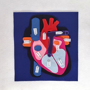 Tablero de fieltro para anatomía: modelo de corazón, aprendizaje científico
