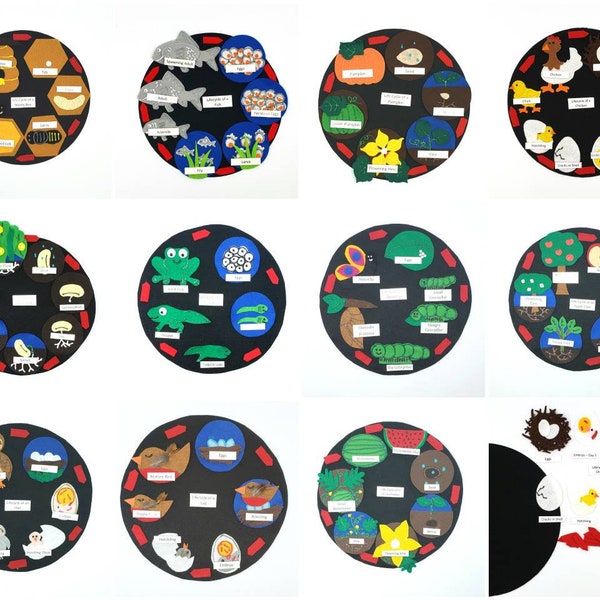 Life Cycle felt model board multi set