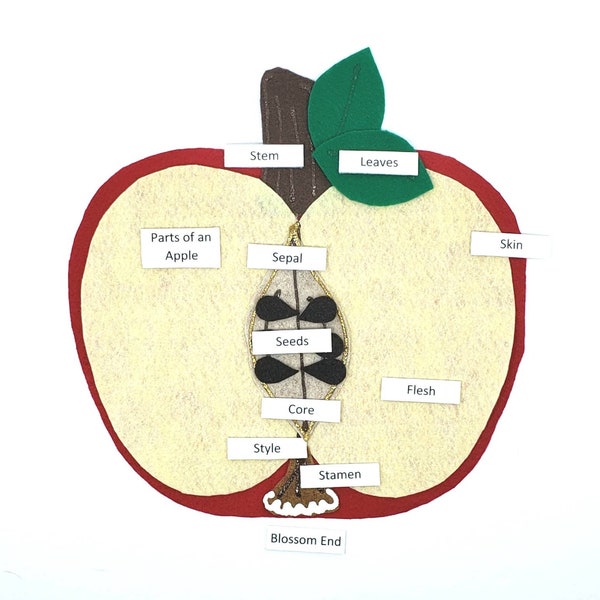 Apple Anatomy felt board | Apple parts felt set | Apple montessori | Felt board | Felt set | Homeschool science | Twig and Daisy