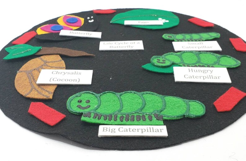 May include: A felt circle depicting the life cycle of a butterfly. The stages include a butterfly, egg, chrysalis, and caterpillar. The caterpillar is shown in four stages: small, hungry, big, and a butterfly.