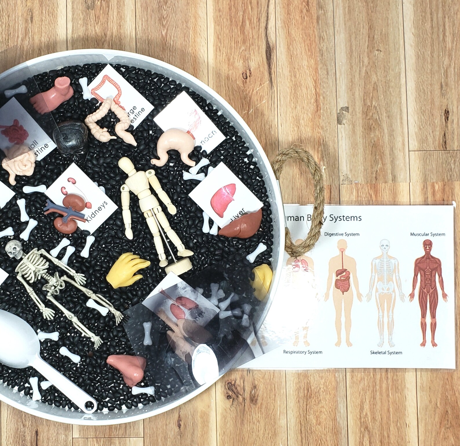 Anatomy Sensory Bin Body Sensory Bin Anatomy Lesson Etsy Canada