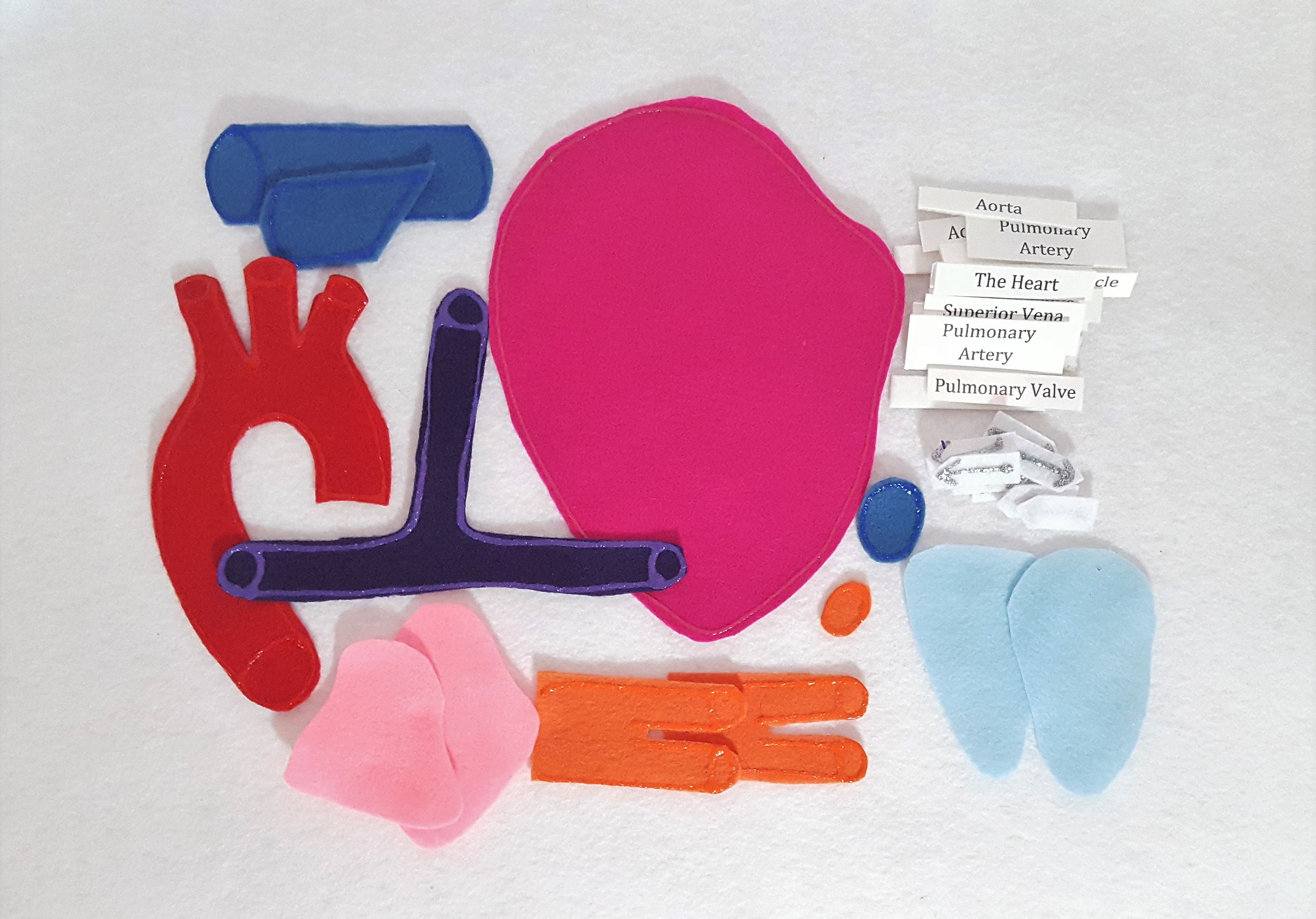 解剖学フェルトモデルセット：心臓モデル、科学学習 - Etsy 日本