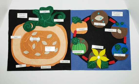 Pumpkin Anatomy Felt Set - Montessori Learning Toy For Fall Homeschool Science