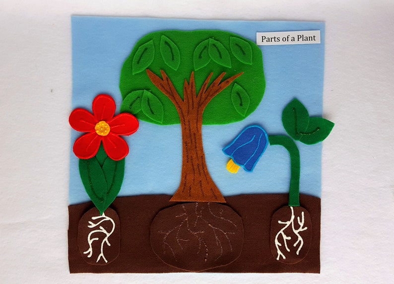 Plant Parts Felt Set Biology Felt Board Botany Felt Set Etsy