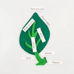 May include: A green felt leaf with labeled parts including the blade, margin, midrib, veins, petiole, stem, and stipules.  Parts of a Leaf.