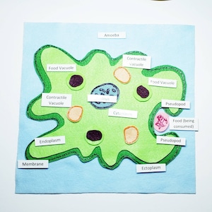 Amoeba Felt Board Set: Montessori Homeschool Science