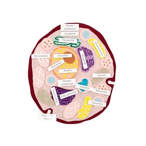 Animal Cell Felt Board: Homeschool Science Montessori Set