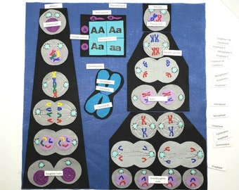 Mitosis Meiosis Felt Model : Cell Division Montessori Homeschool Science
