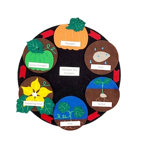 Pumpkin Life Cycle, Pumpkin Felt Set , Life Cycle Flannel Set, Pumpkin Life Cycle Felt, Twig and Daisy, Science Felt Board | Homeschool