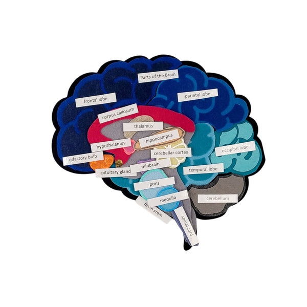 Brain complex | The Brain Felt Set | Felt Brain Model | Diagram of the brain felt | Felt board | Science Felt Set | Cerebral cortex