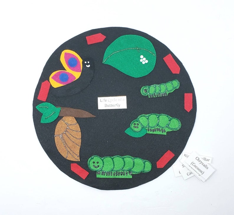 May include: A black felt circle with a life cycle of a butterfly illustration. The illustration shows a butterfly, a chrysalis, a caterpillar, and eggs. The text "Life Cycle of a Butterfly" is written on the circle.