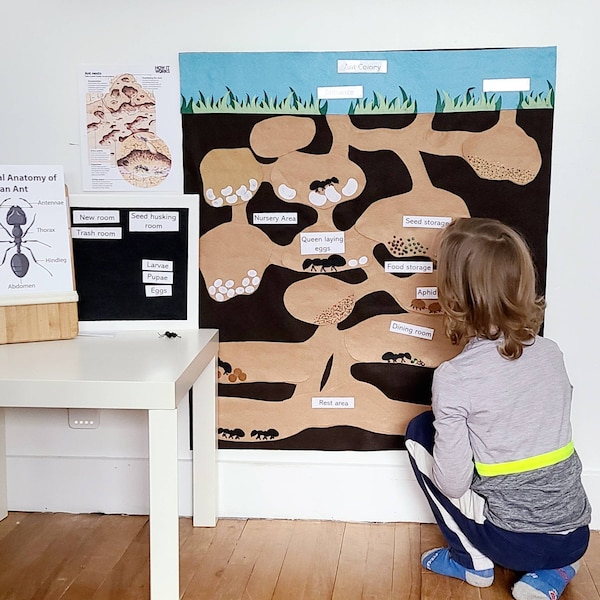 Ensemble de planche en feutre Ant Colony | Habitat des fourmis | Feutre de taille murale | Biologie à la maison | Set feutre géant | Cycle de vie des fourmis | Sciences Montessori