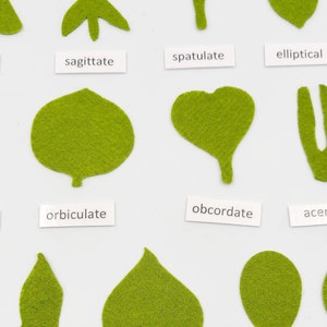 Botany felt set Montessori leaf shape classification image 7