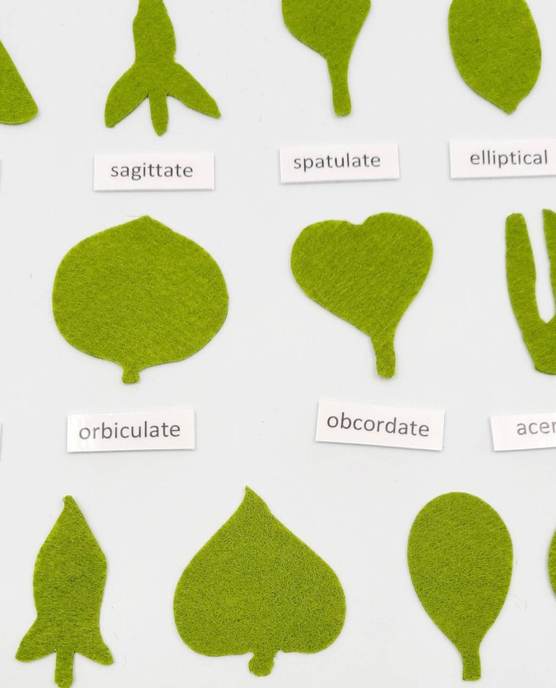 Botany felt set Montessori leaf shape classification image 7