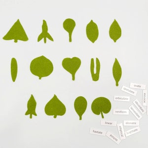 Botany felt set Montessori leaf shape classification image 9