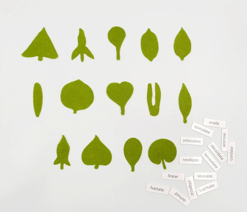 Botany felt set Montessori leaf shape classification image 9