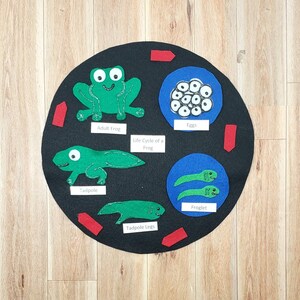 Frog Life Cycle Felt Board: Homeschool Science Set