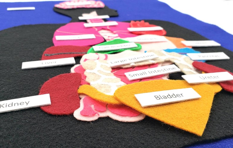 Felt Anatomy Set Human Organs Felt Set Body Parts Felt Etsy