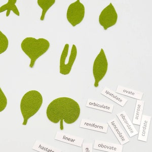 Botany felt set Montessori leaf shape classification image 8