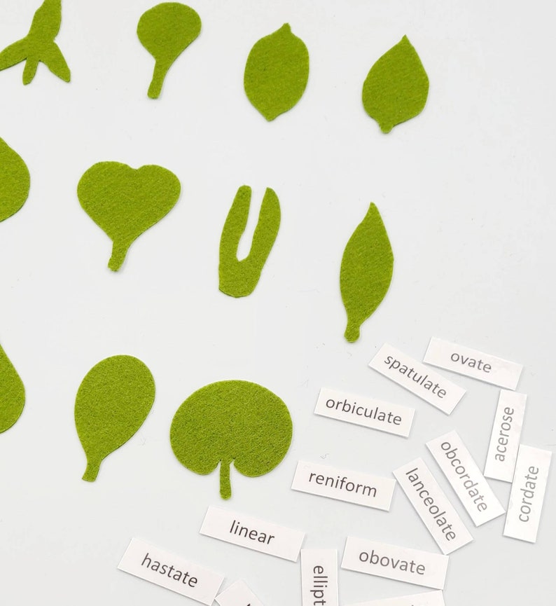Botany felt set Montessori leaf shape classification image 8