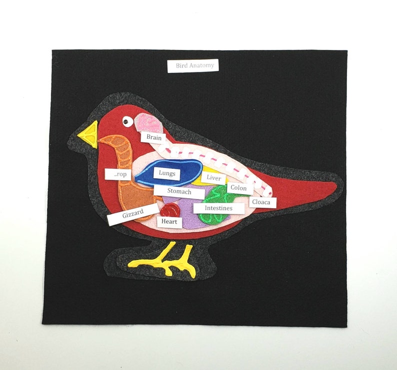 Felt set Parts of a Bird unit study Homeschool science Montessori biology Bird Anatomy felt board Twig and Daisy Science felt