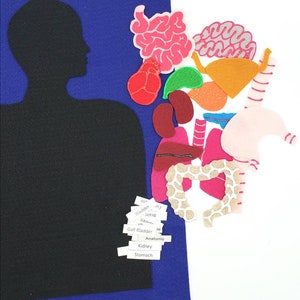 Felt Anatomy Set: Human Body Organs, Montessori Homeschool