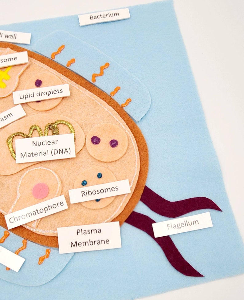 Bacterium Felt Model Set: Montessori Homeschool Science Anatomy - Etsy
