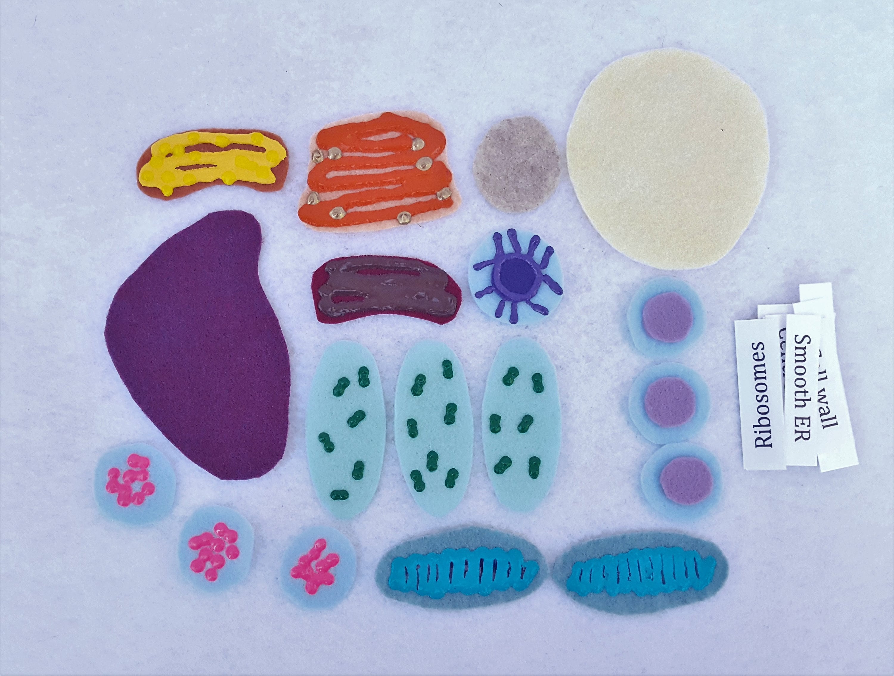 Plant Cell Felt Board Plant Cell Felt Set Plant Cell Etsy Australia