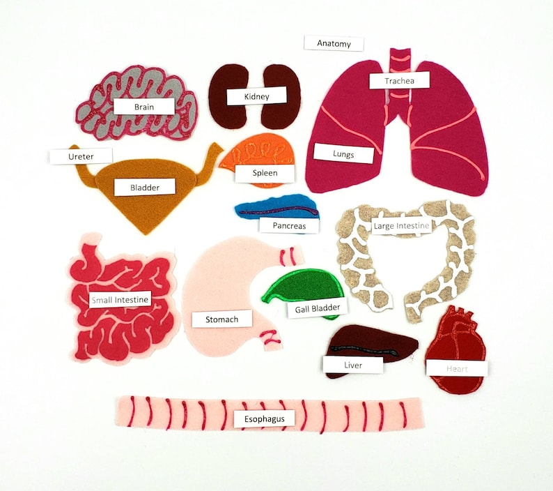Felt Anatomy Set Human Organs Felt Set Body Parts Felt Etsy