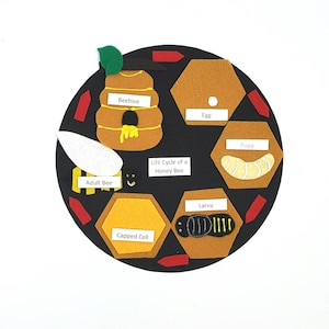 Honey Bee Life Cycle, Felt Board Set, life cycle felt board, honey bee felt set, preschool science, homeschool biology | montessori