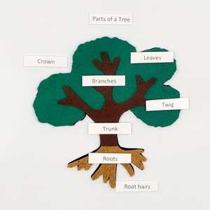 May include: A felt illustration of a tree with labeled parts, including the crown, branches, leaves, twig, trunk, roots, and root hairs. The tree is green, brown, and gold.