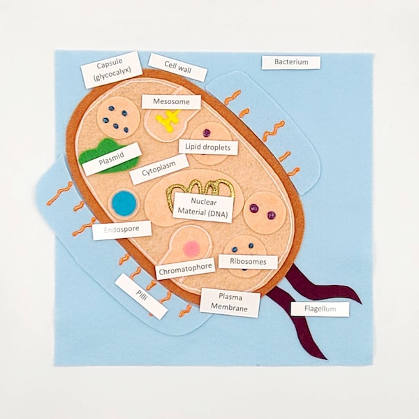 Bacterium felt board | Bacteria felt set | Bacteria montessori | Flannel Board | Flannel set | Homeschool science | Twig and Daisy | Anatomy