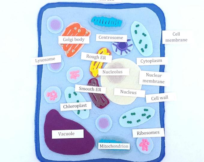 Plant Cell Felt Board Plant Cell Felt Set Plant Cell Montessori Felt