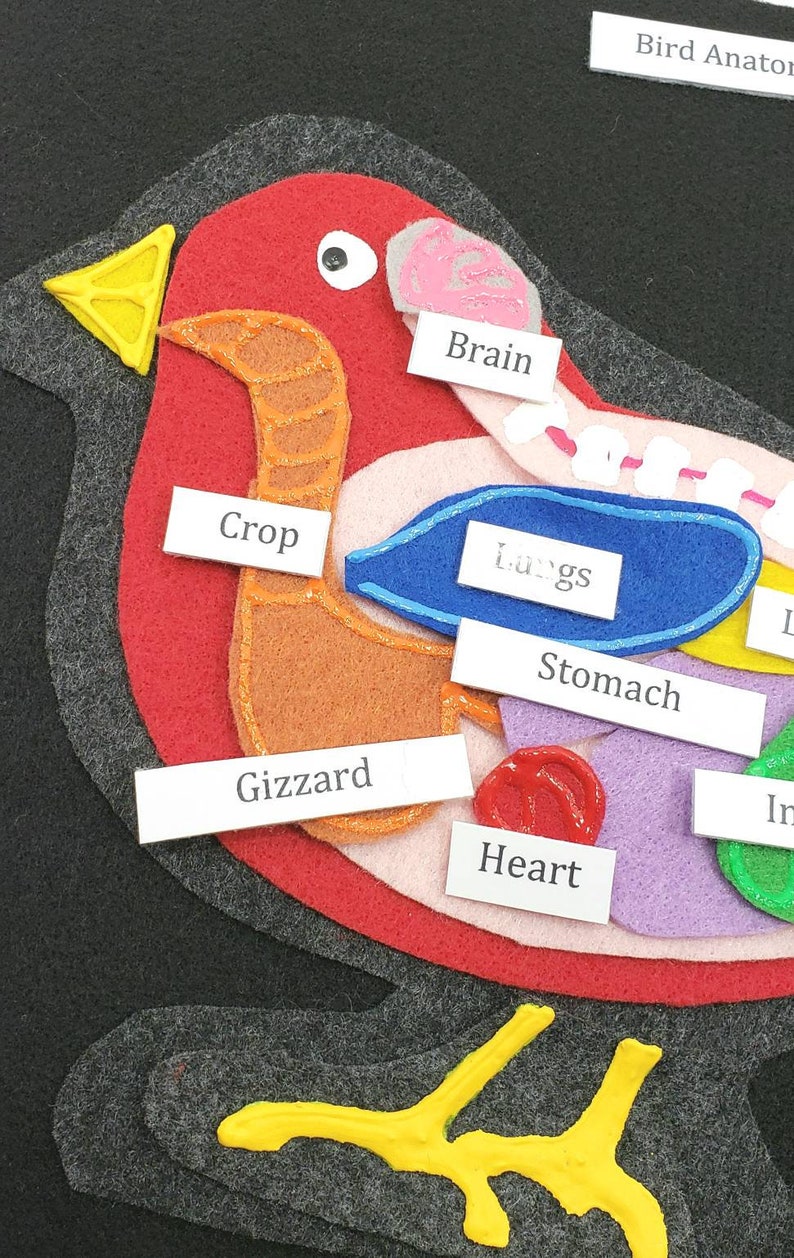 Felt set Parts of a Bird unit study Homeschool science Montessori biology Bird Anatomy felt board Twig and Daisy Science felt