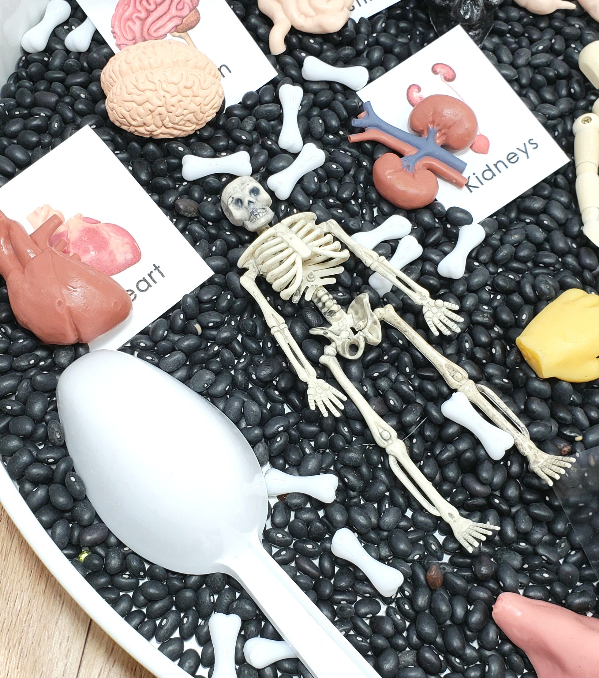 Anatomy Sensory Bin Body Sensory Bin Anatomy Lesson Etsy Canada