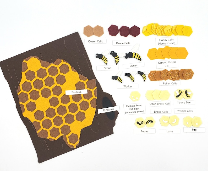 Beehive Felt Model Set: Honey Bee Life Cycle, Montessori Learning ...