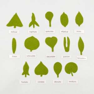 Botany felt set Montessori leaf shape classification image 1