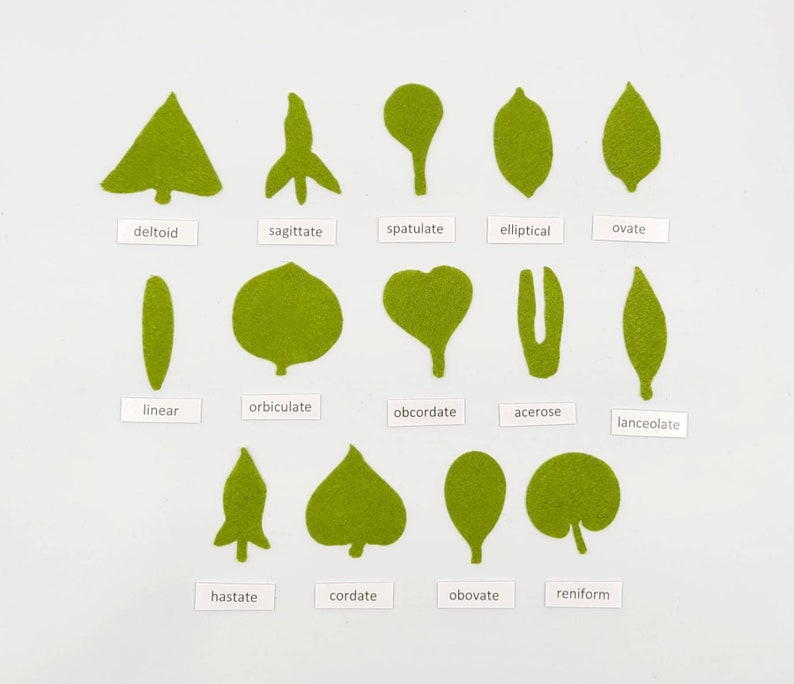 Botany felt set Montessori leaf shape classification image 1