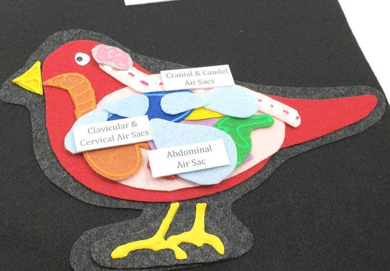 Felt set Parts of a Bird unit study Homeschool science Montessori biology Bird Anatomy felt board Twig and Daisy Science felt