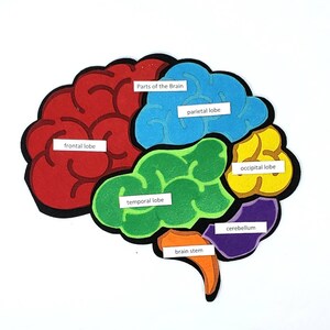 Brain Simple The Heart Felt Set Felt Heart Model Diagram Etsy