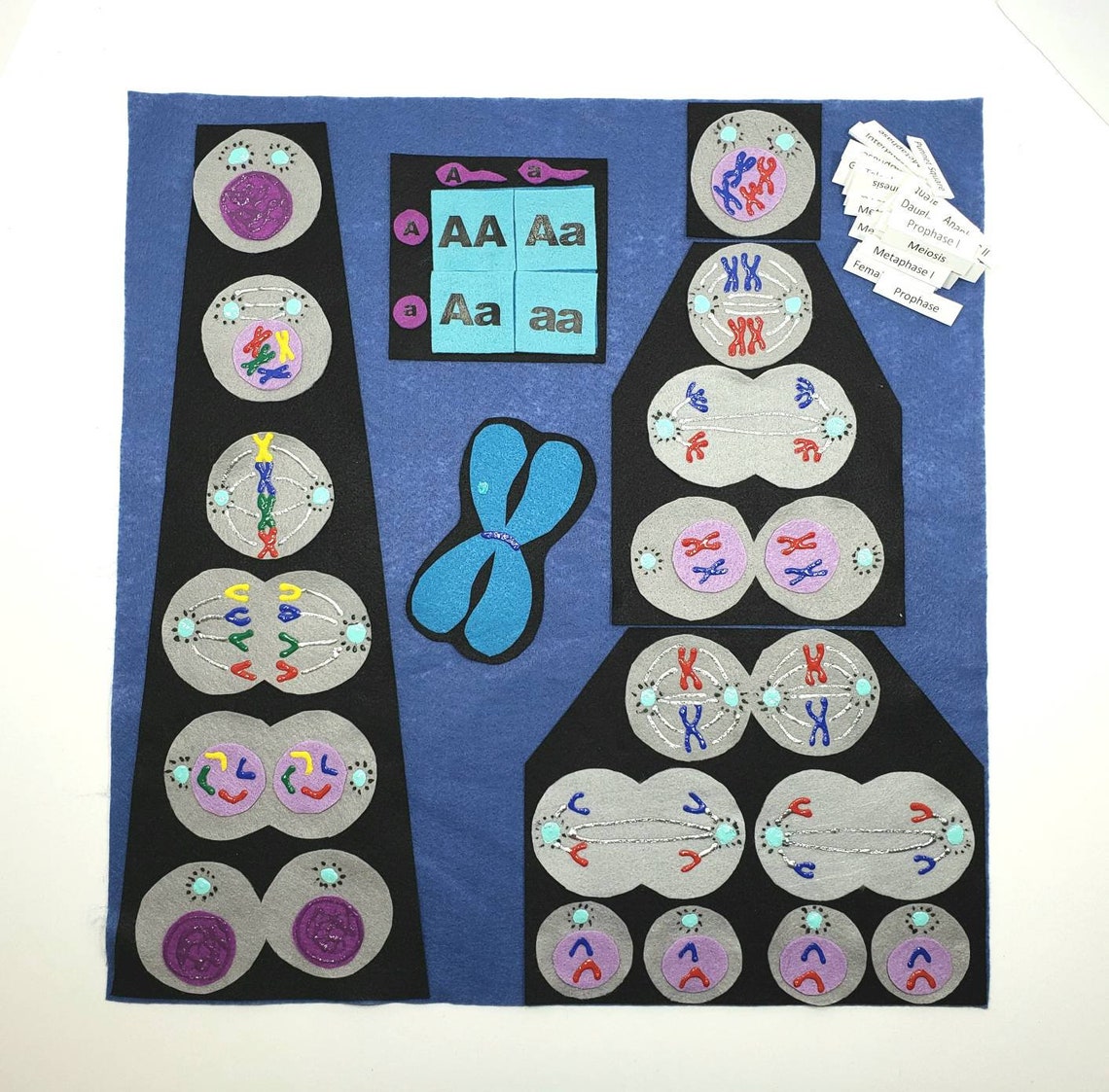 Mitosis Meiosis Felt Board: Cell Division Montessori Homeschool Science ...