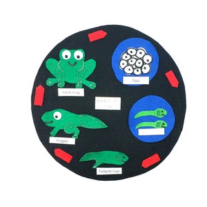 Frog Life Cycle Felt Board Set: Homeschool Science