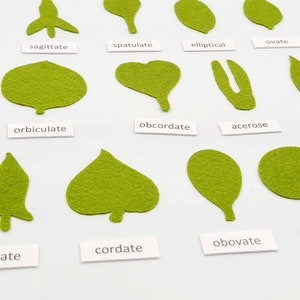 Botany felt set Montessori leaf shape classification image 3