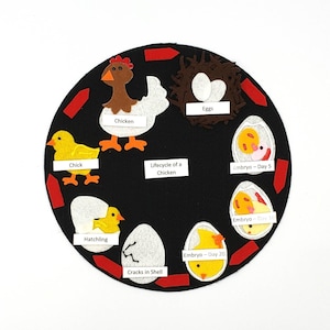 Chicken Life Cycle, Chicken Felt Set , Life Cycle Flannel Set, Bird Life Cycle Felt, Twig and Daisy, Science Felt Board | Homeschool